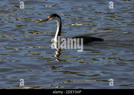 Grebe de l'Ouest (Aechmophorus occidentalis) sur le lac supérieur Klamath, parc Moore, chutes Klamath, Oregon Banque D'Images