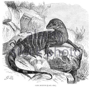 Cape Monitor (Rock Monitor), illustration ancienne de 1896 Banque D'Images