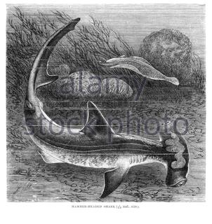 Requin marteau, illustration vintage de 1896 Banque D'Images