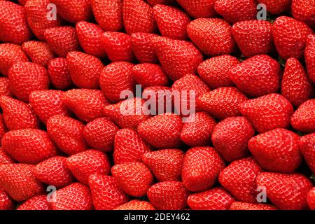 Fraises, Rue Cler Market, 7ème arrondissement, Paris, Ile-de-France, France Banque D'Images