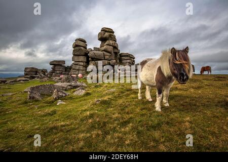 Des poneys sauvages de Dartmoor à Staple Tor près de Merrivale, parc national de Dartmoor, Devon, Angleterre, Royaume-Uni, Europe Banque D'Images