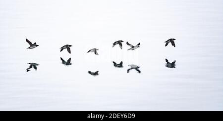 Un groupe de guillemots de Brünnich (Uria lomvia) également connu sous le nom de la marmette de Brünnich volant bas au-dessus de l'eau avec reflets dans le Svalbard archipela Banque D'Images