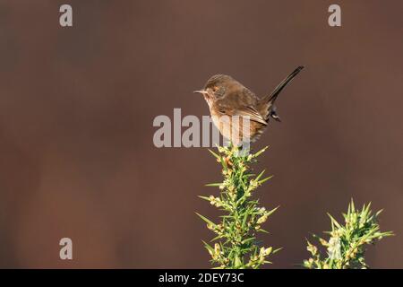 Des femelles de Dartford Paruline-Sylvia undata perches sur le Gorse-Ulex commun. Automne Banque D'Images