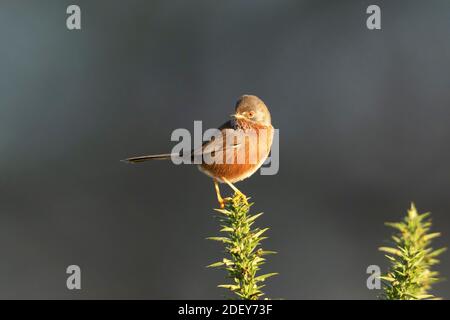 Des femelles de Dartford Paruline-Sylvia undata perches sur le Gorse-Ulex commun. Automne Banque D'Images