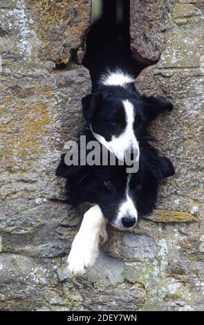 Deux fermes de Collies donnant sur un bâtiment de ferme Banque D'Images