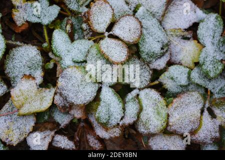 Les buissons de fraises aux feuilles vert-jaune sont recouverts de neige blanche et légère en décembre. Banque D'Images