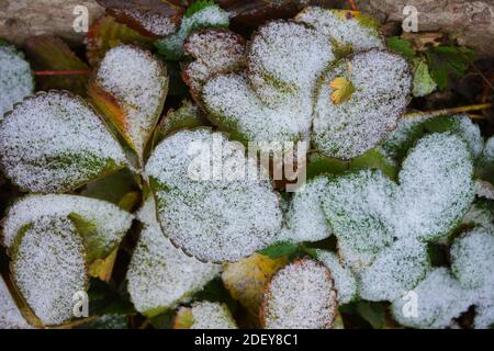 Les buissons de fraises aux feuilles vert-jaune sont recouverts de neige blanche et légère en décembre. Banque D'Images