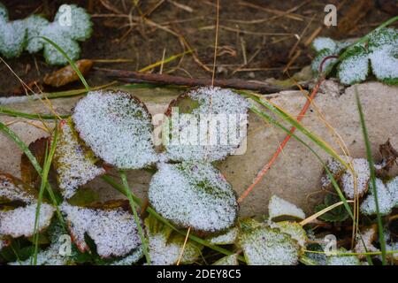 Les buissons de fraises aux feuilles vert-jaune sont recouverts de neige blanche et légère en décembre. Banque D'Images