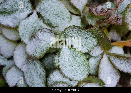 Les buissons de fraises aux feuilles vert-jaune sont recouverts de neige blanche et légère en décembre. Banque D'Images