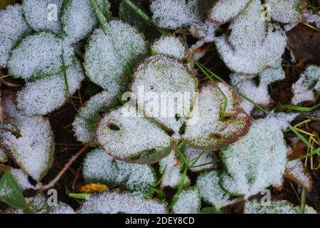 Les buissons de fraises aux feuilles vert-jaune sont recouverts de neige blanche et légère en décembre. Banque D'Images