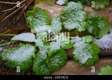 En décembre, un buisson de celandine sauvage aux feuilles vertes est recouvert de neige blanche et légère. Banque D'Images