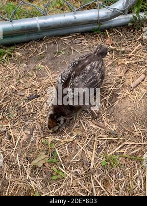 Bébé Pâques egger poussin dans l'arrière-cour . Photo de haute qualité Banque D'Images