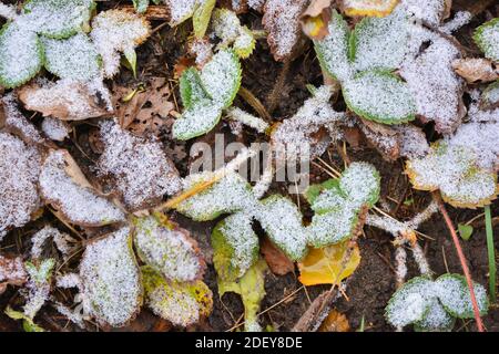 Les buissons de fraises aux feuilles vert-jaune sont recouverts de neige blanche et légère en décembre. Banque D'Images