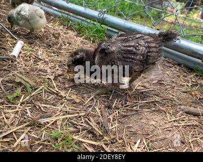 Vue latérale d'angle de bébé Easter poussin dans l'arrière-cour . Photo de haute qualité Banque D'Images