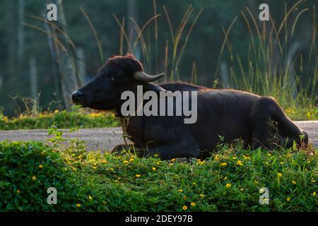 Buffalo reposant sur le côté de la route, silhouette légère Banque D'Images