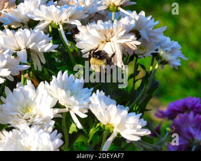 Gros plan de l'insecte suspendu sur le métier à fleur de maman En fin d'après-midi, le soleil Macro de la grande abeille jaune Banque D'Images