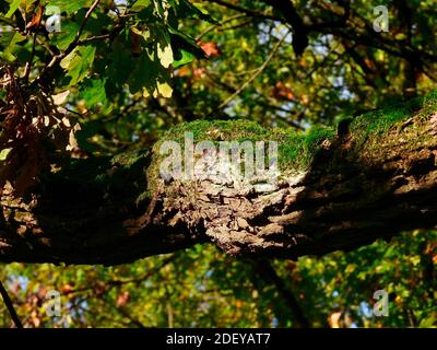 La mousse verte pousse sur le limbe de l'arbre d'Oak Tree à Courbe de branchement et d'automne laisser les couleurs en arrière-plan flou Banque D'Images