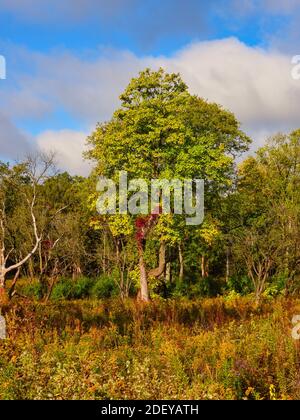 Feuilles de vert vif le jour du début de l'automne avec jaune Et le champ marron et les feuilles rouges sur le coffre à l'avant De cet arbre avec des nuages blancs doux Banque D'Images