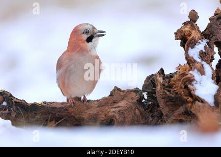 Jay eurasien souriant assis avec bec ouvert sur le talon recouvert de neige Banque D'Images
