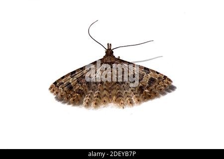 Alucita hexadactyla (teigne du vingt-plume) est un 'micropapillon' de la famille des teigne du plut (Alucitidae). Isolé sur un fond blanc. Pays-Bas Banque D'Images