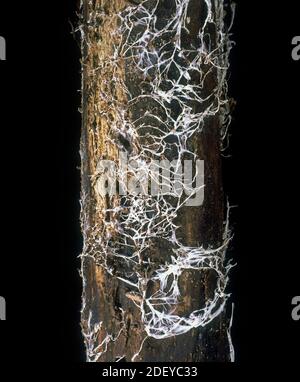 Champignon du miel (Armillaria mellea) maladie fongique poussant le mycélium blanc sous l'écorce de bois de chêne (Quercus sp.) Banque D'Images