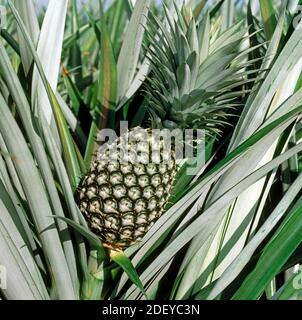 Fruit mûr d'ananas (Ananas comosus) avec grand offset parmi les feuilles de plantes épineuses dans une grande plantation à la récolte , Thaïlande Banque D'Images