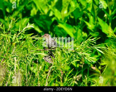 Une femelle aidée de Blackbird rouge avec une insecte dans la bouche fait flambeaux sa queue Pour maintenir l'équilibre sur la tige de Bush sur un Green Prairie luxuriante Banque D'Images