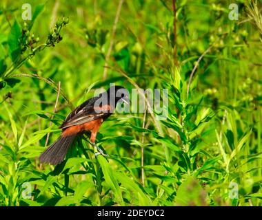 Orchard Oriole oiseau perché dans de beaux Black et Chestnut Red Plume perchée au milieu du feuillage vert avec Beak Wide Open Banque D'Images