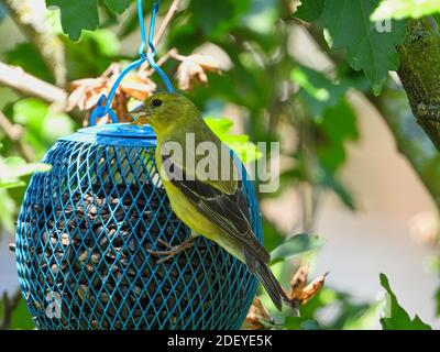 American Goldfinch Bird avec Seed il sa bouche tout en suspendu Sur le Blue Bird Seeder Feeder entouré de feuilles vertes Banque D'Images