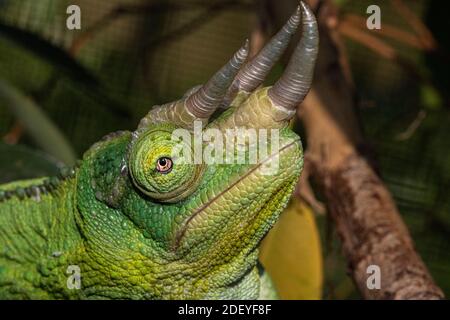 Gros plan Portrait détail d’un Chameleon de Jackson mâle (Trioceros jacksonii) montrant ses cornes et sa texture de peau. Banque D'Images