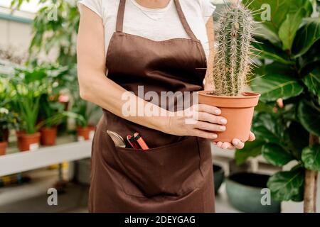 Photo de stock de belle femme d'âge moyen travaillant dans la pépinière de plantes tenant un cactus. Banque D'Images