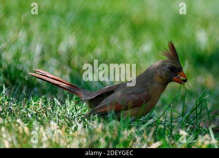 Profil d'oiseau de cardinal du nord de la femme Voir comme elle est assise sur le sol dans l'herbe et mange une graine de tournesol avec des plumes vibrantes d'orange, de rouge et de brun Banque D'Images