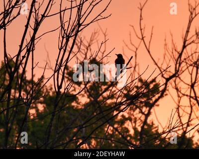 Branches et feuilles d'oiseau et d'arbre détourées en orange brillant Lever du soleil lors d'une chaude journée d'été Banque D'Images