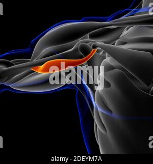 Le muscle est un tissu mou, les cellules musculaires contiennent des protéines , produisant une contraction qui modifie à la fois la longueur et la forme de la cellule. Muscles fonct Banque D'Images
