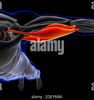 Le muscle est un tissu mou, les cellules musculaires contiennent des protéines , produisant une contraction qui modifie à la fois la longueur et la forme de la cellule. Muscles fonct Banque D'Images