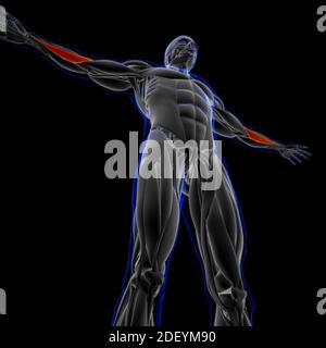 Le muscle est un tissu mou, les cellules musculaires contiennent des protéines , produisant une contraction qui modifie à la fois la longueur et la forme de la cellule. Muscles fonct Banque D'Images