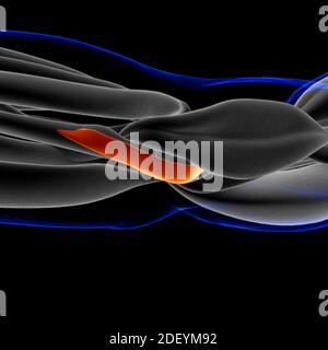 Le muscle est un tissu mou, les cellules musculaires contiennent des protéines , produisant une contraction qui modifie à la fois la longueur et la forme de la cellule. Muscles fonct Banque D'Images