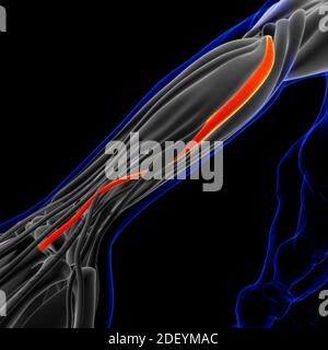 Le muscle est un tissu mou, les cellules musculaires contiennent des protéines , produisant une contraction qui modifie à la fois la longueur et la forme de la cellule. Muscles fonct Banque D'Images