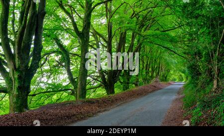 Horndean, Royaume-Uni - 4 septembre 2020 : lumière d'automne sur une voie verdoyante dans le parc national de South Downs, Hampshire, Royaume-Uni Banque D'Images