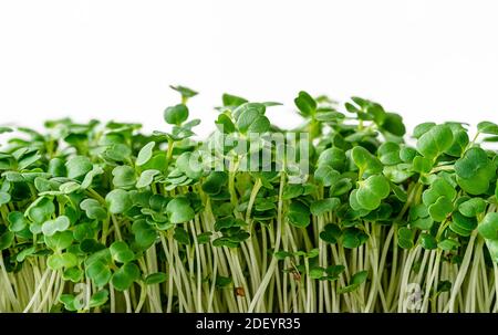 Pousses micro-vertes d'arugula isolées sur fond blanc. Gros plan, espace de copie Banque D'Images