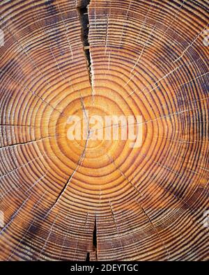 Vue rapprochée de wood core. Arbre mature scié section avec les fissures et joints toriques que dire que c'est l'âge. Texture organique naturel et fissurée avec surface rugueuse. Banque D'Images