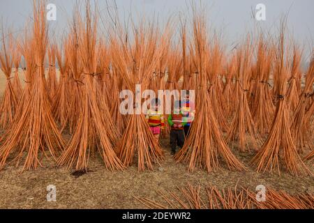 Srinagar, Inde. 02e décembre 2020. Les enfants posent pour une photo près des faisceaux de brindilles utilisés dans la fabrication de 'Kangriss', (pots de feu traditionnels) dans le village de Shallabugh du district de Ganderbal à environ 22kms de Srinagar.le Kangri est un pot-feu traditionnel qui garde les gens au chaud pendant les mois d'hiver sévères quand la température descend à moins 20. Kangri est fait d'argile et de brindilles dans lesquels le charbon de bois chaud est conservé. Crédit : SOPA Images Limited/Alamy Live News Banque D'Images