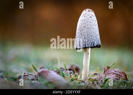 Champignon sur sol givré. Un champignon Shaggy Mane qui pousse dans une cour. Banque D'Images
