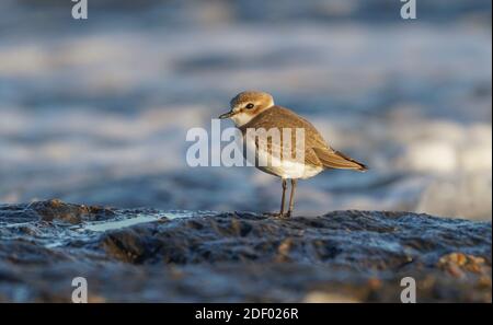 Pluvier de Kentish (Charadrius alexandrinus) en plumage d'hiver sur une côte rocheuse, Andalousie, Espagne. Banque D'Images