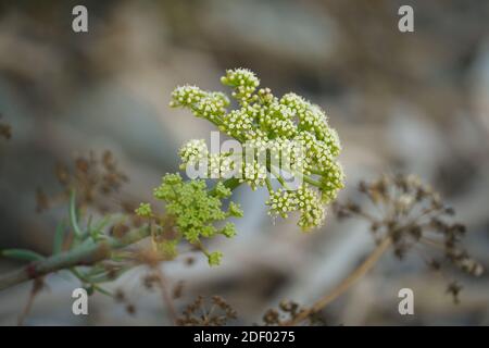 Rock samhire, plante sauvage comestible, fenouil roc, Crithmum maritimum) en mer, Andalousie, Espagne. Banque D'Images