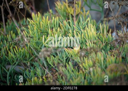 Rock samhire, plante sauvage comestible, fenouil roc, Crithmum maritimum) en mer, Andalousie, Espagne. Banque D'Images