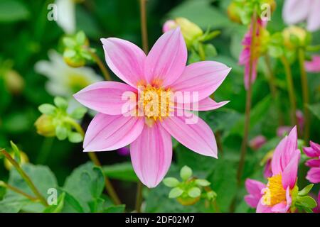 Dahlia sur fond de fleurs. L'accent sur fleur. Profondeur de champ. Banque D'Images