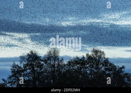 Météo au Royaume-Uni : murmure d'étoiles en soirée au-dessus de la réserve RSPB de Ham Wall, partie de la réserve naturelle des marais d'Avalon dans le Somerset, au Royaume-Uni Banque D'Images
