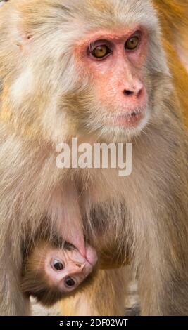 Singe avec cub, Katmandou, Népal Banque D'Images