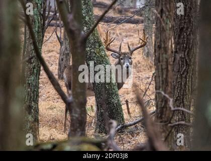 Un grand buck de cerf de Virginie se promène dans la forêt du parc national de Shenandoah. Banque D'Images